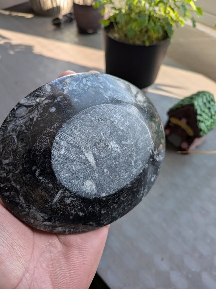 🐚 Jabonera Natural con Ammonites y Orthoceras Mini