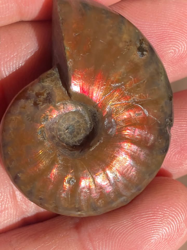 Amonite Nacarado con tonos Rojisos