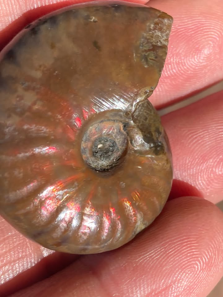 Amonite Nacarado con tonos Rojisos