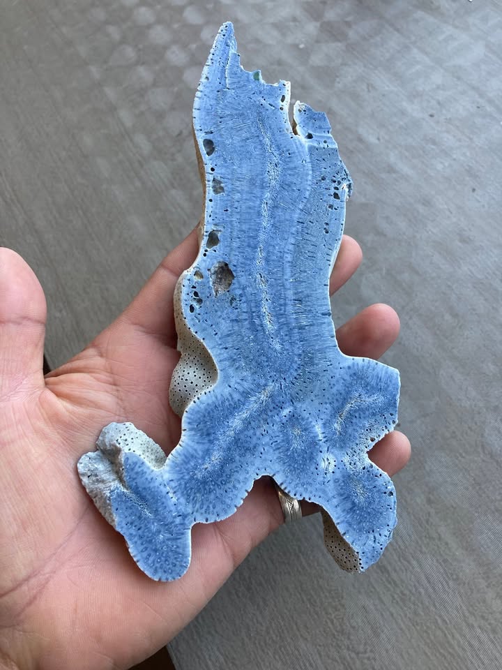 Coral Fósil Azul en Laja - Pieza de Colección