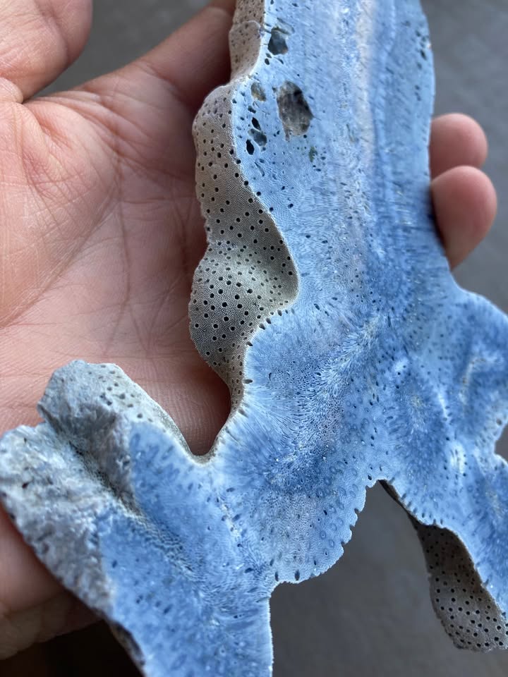Coral Fósil Azul en Laja - Pieza de Colección
