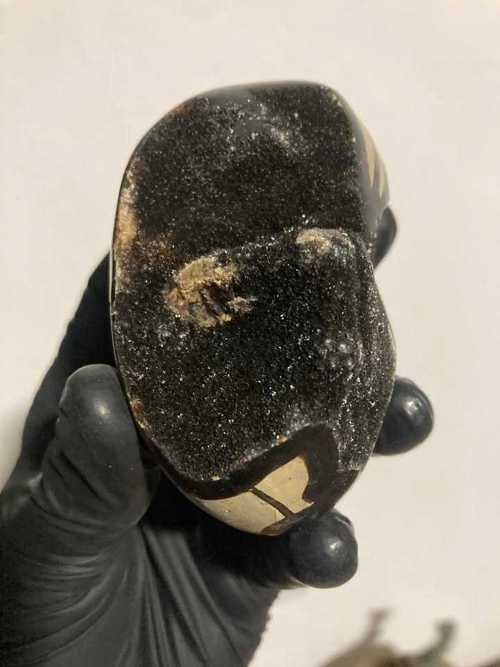Huevo de drusa Septaria negra