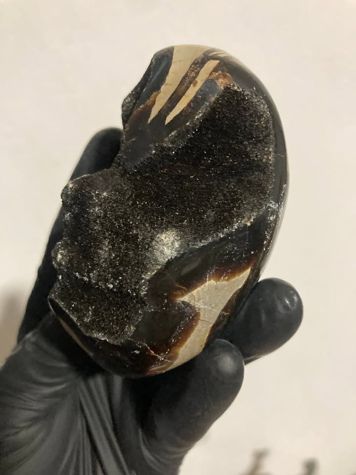 Huevo de drusa Septaria negra