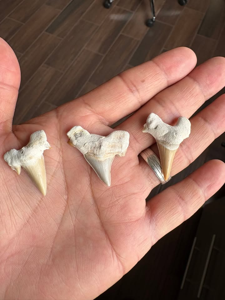 🦈 Pack 3 Dientes de Tiburón Fósiles