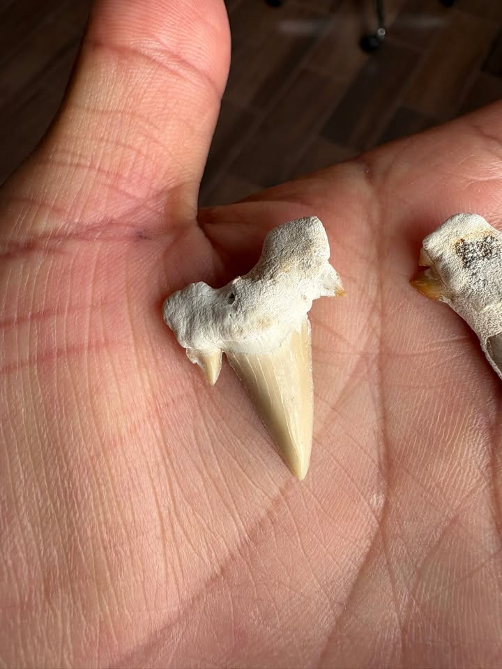 🦈 Pack 3 Dientes de Tiburón Fósiles