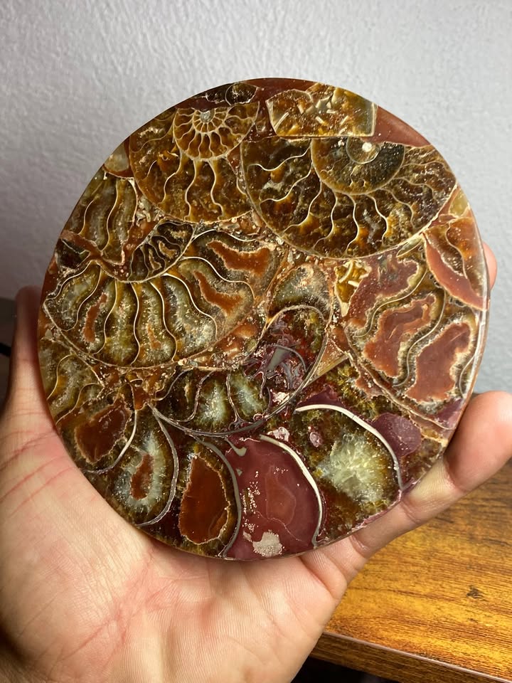 💎✨Mosaico de Amonitas Fosilizadas (Incluye base metálica)