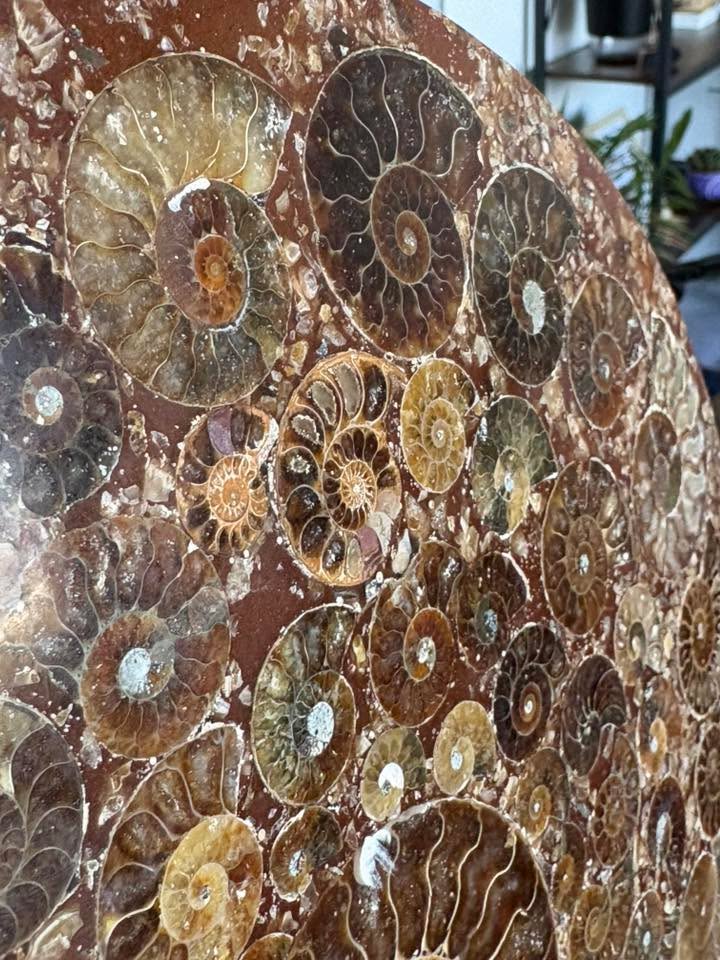 💎✨Laja JUMBO de Amonites fósiles en base